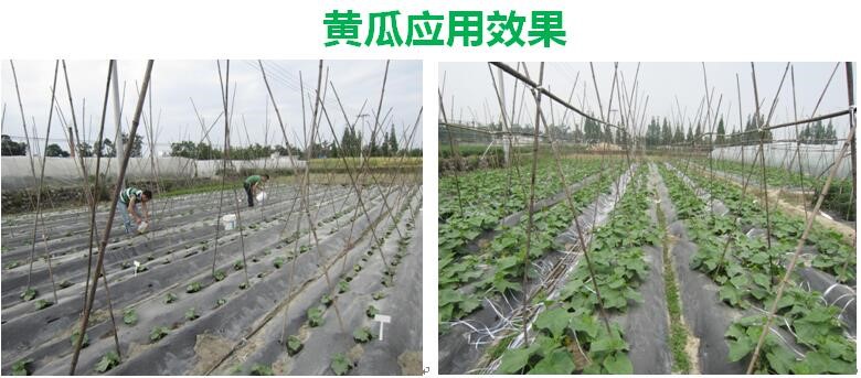 氨基寡糖素 - 植物的免疫衛(wèi)士，根結(jié)線蟲的克星