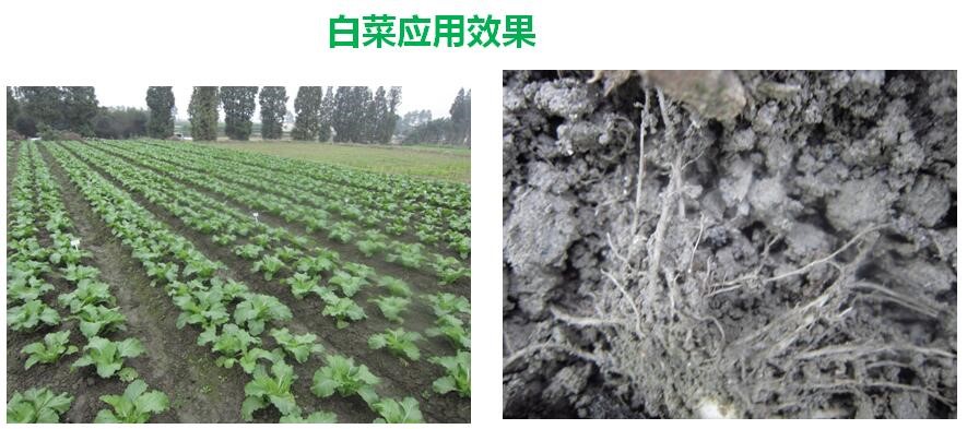 氨基寡糖素 - 植物的免疫衛(wèi)士，根結(jié)線蟲的克星