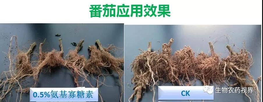 氨基寡糖素 - 植物的免疫衛(wèi)士，根結(jié)線蟲的克星