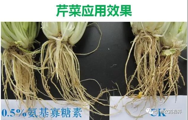 氨基寡糖素 - 植物的免疫衛(wèi)士，根結(jié)線蟲的克星