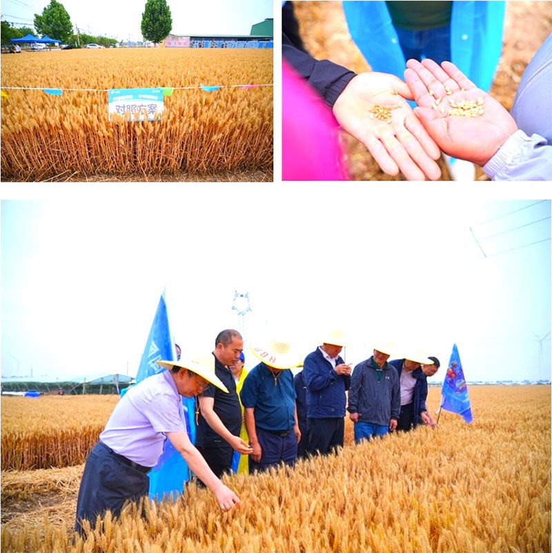 生物技術助力糧食單產顯著提升-“十四五”國家重點研發(fā)計劃成果應用觀摩會圓滿落幕