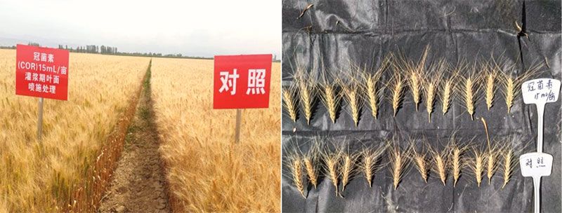 成都新朝陽(yáng)COR冠菌素入選“2025中國(guó)農(nóng)業(yè)重大新產(chǎn)品”